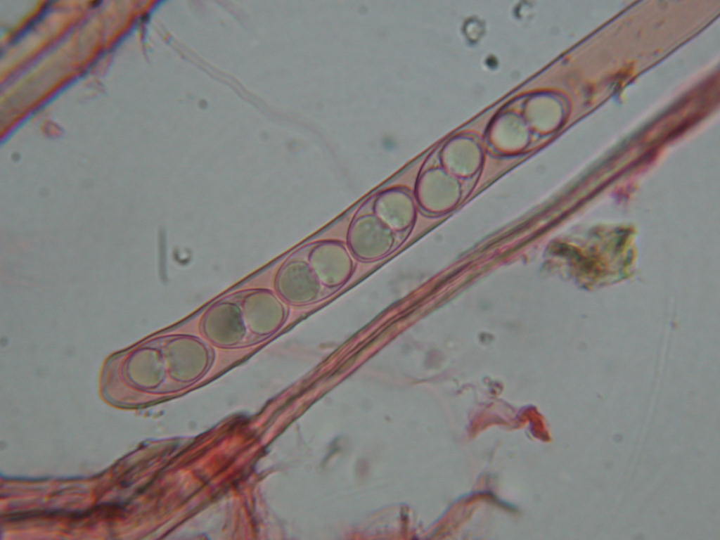 Oggi N� 2... 12 Giugno 2010